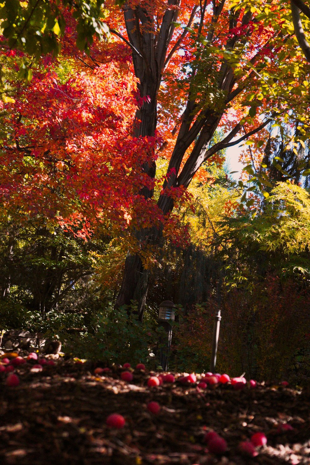 a park bench sitting under a tree filled with leaves