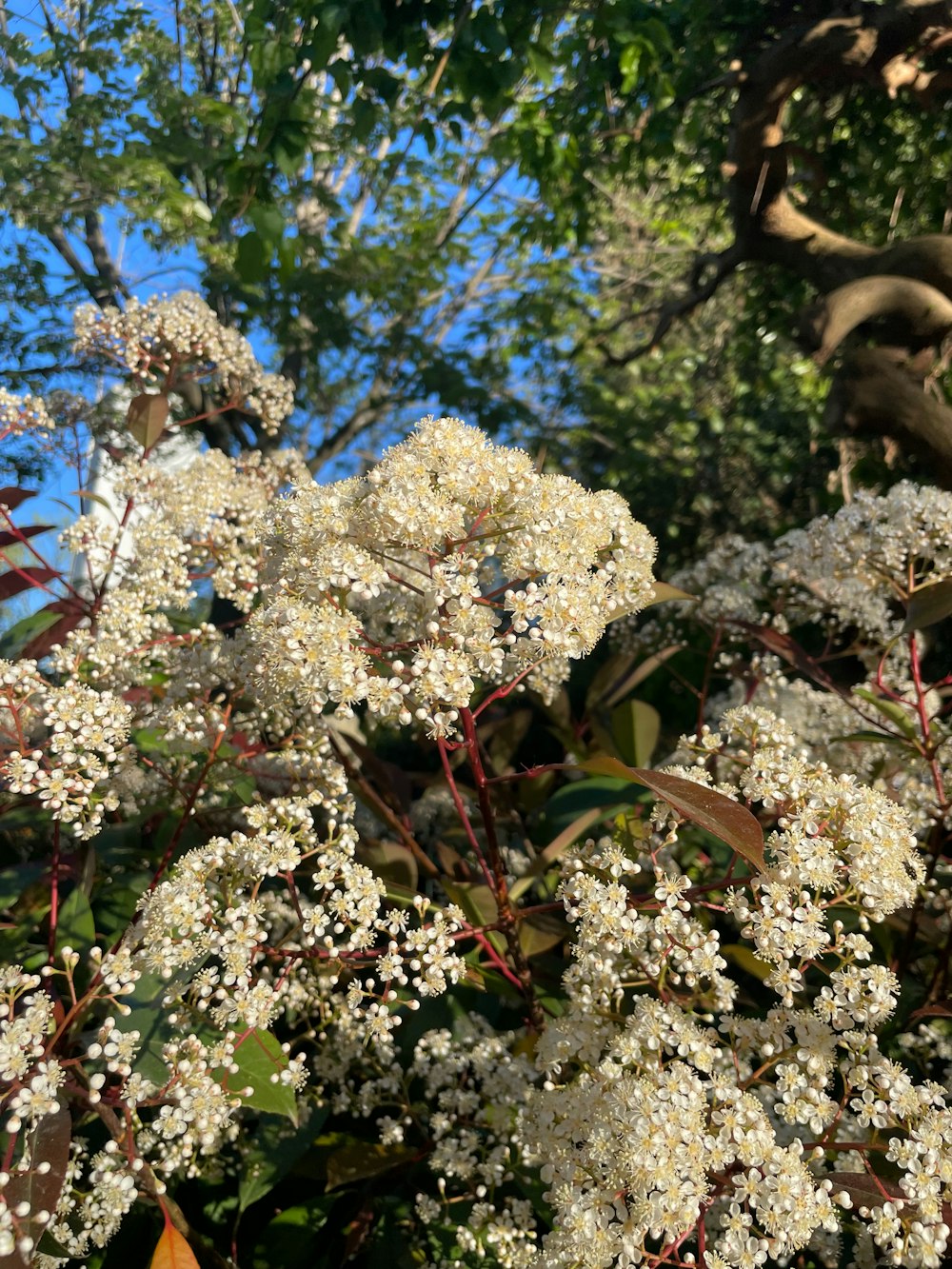 a bush with white flowers and green leaves