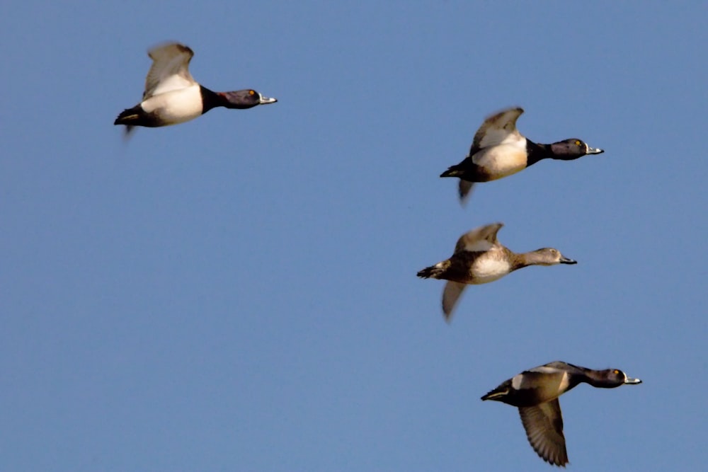 a flock of birds flying through a blue sky