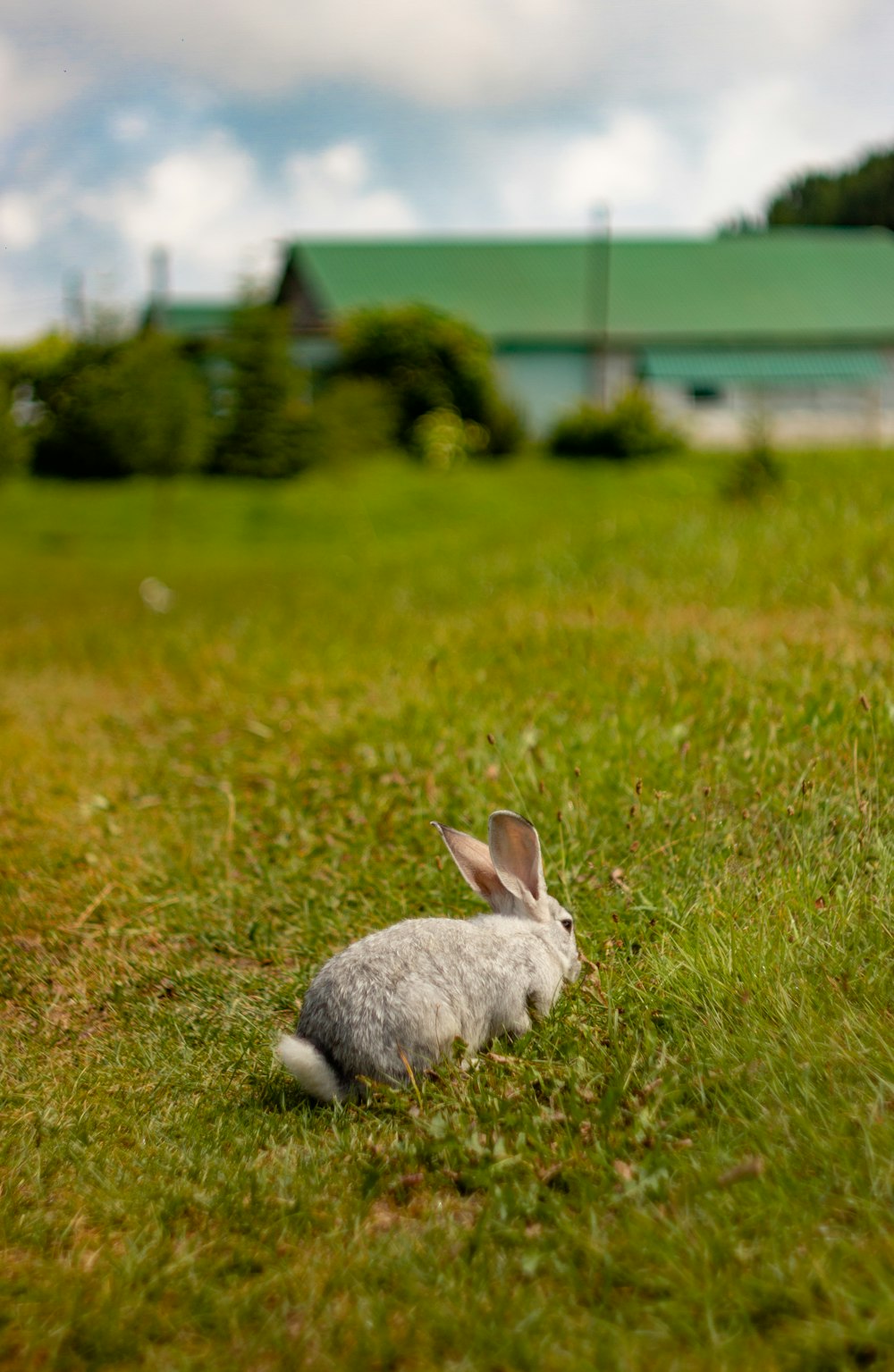 a white rabbit sitting in the middle of a field