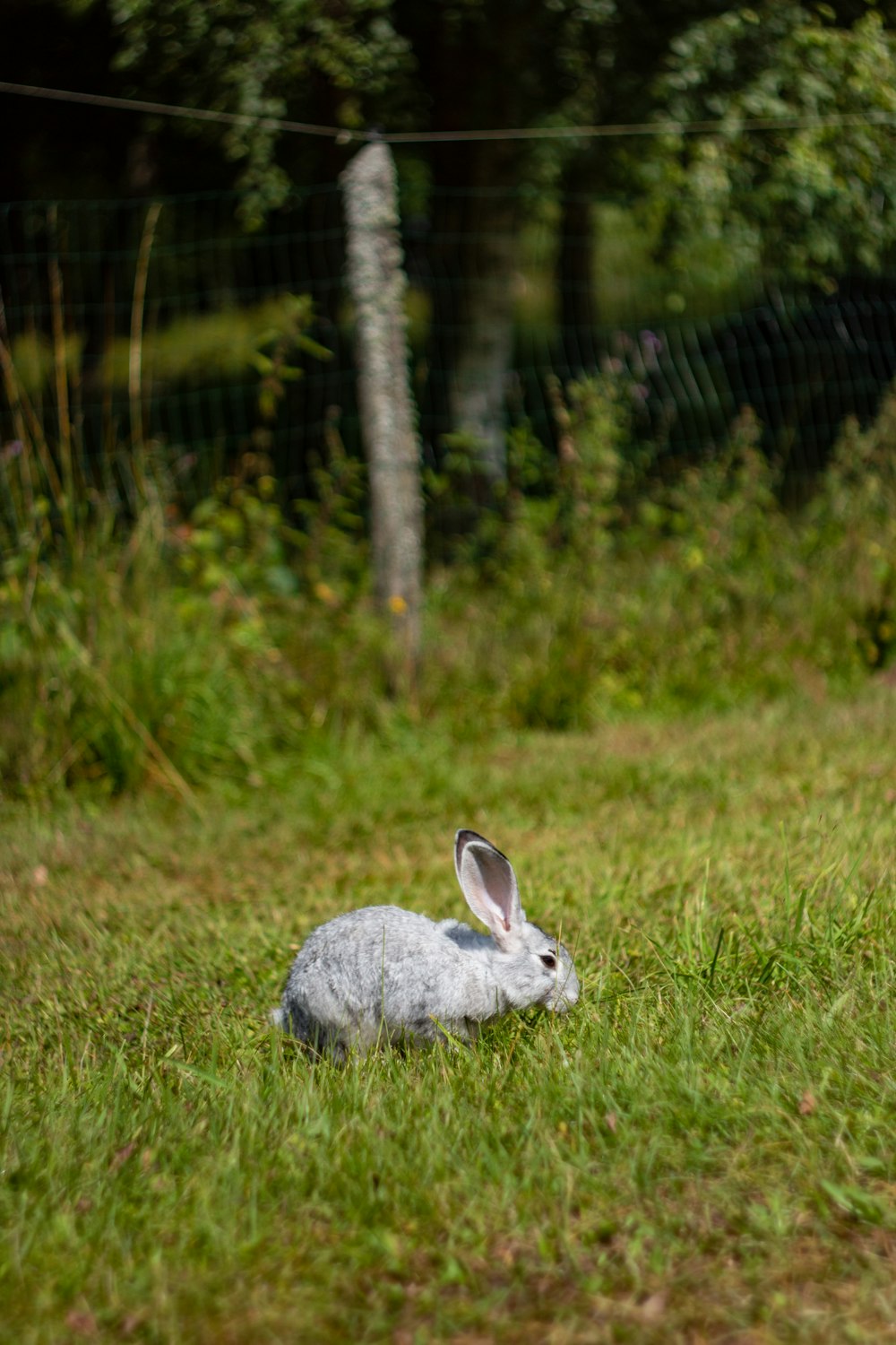 a rabbit sitting in the grass near a fence