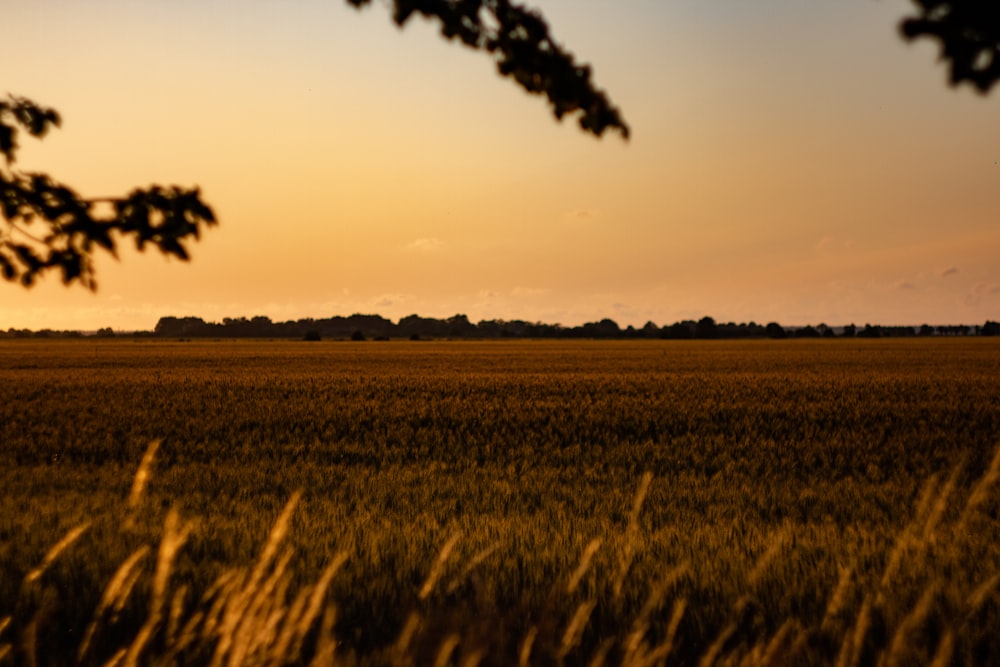 a field of grass with a sunset in the background