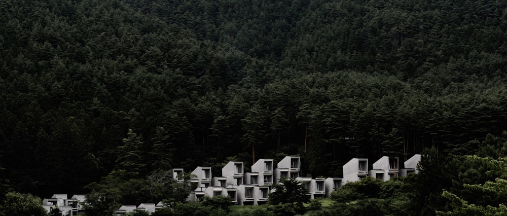 a plane flying over a forest filled with trees