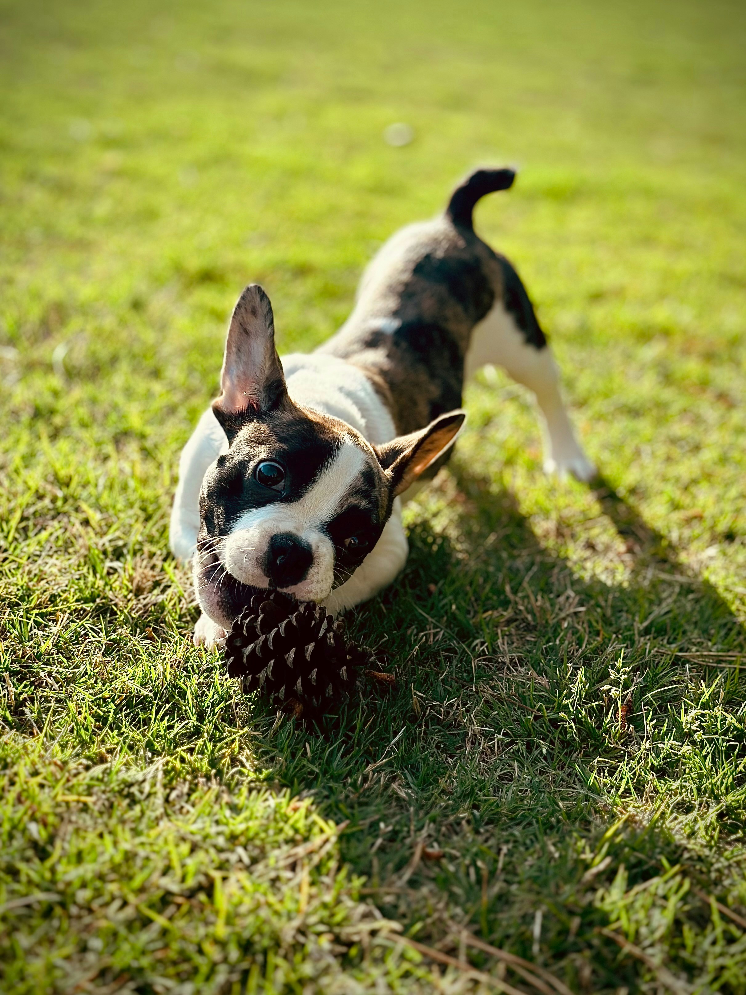 a small black and white dog with a pine cone in its mouth