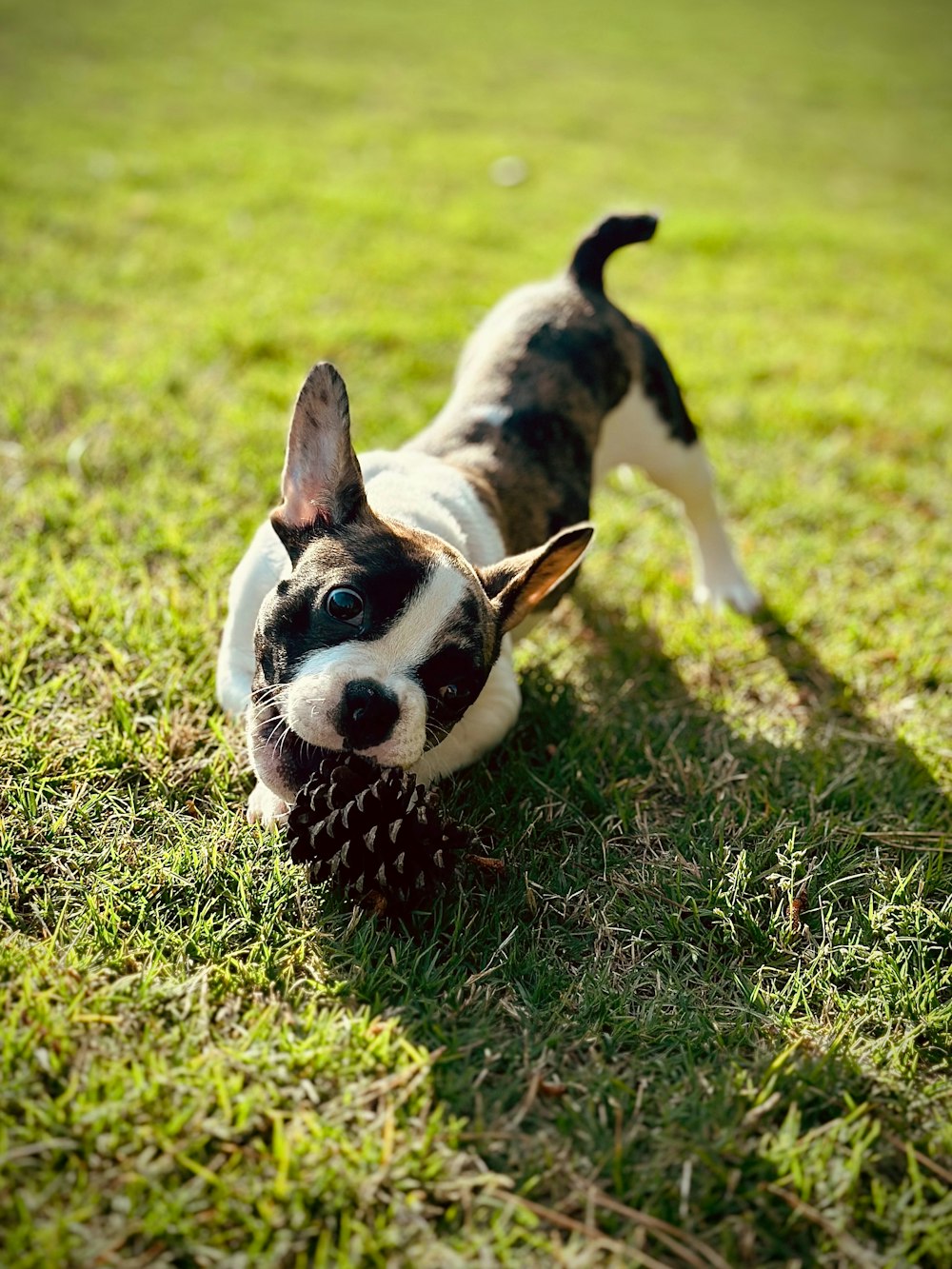 a small black and white dog with a pine cone in its mouth