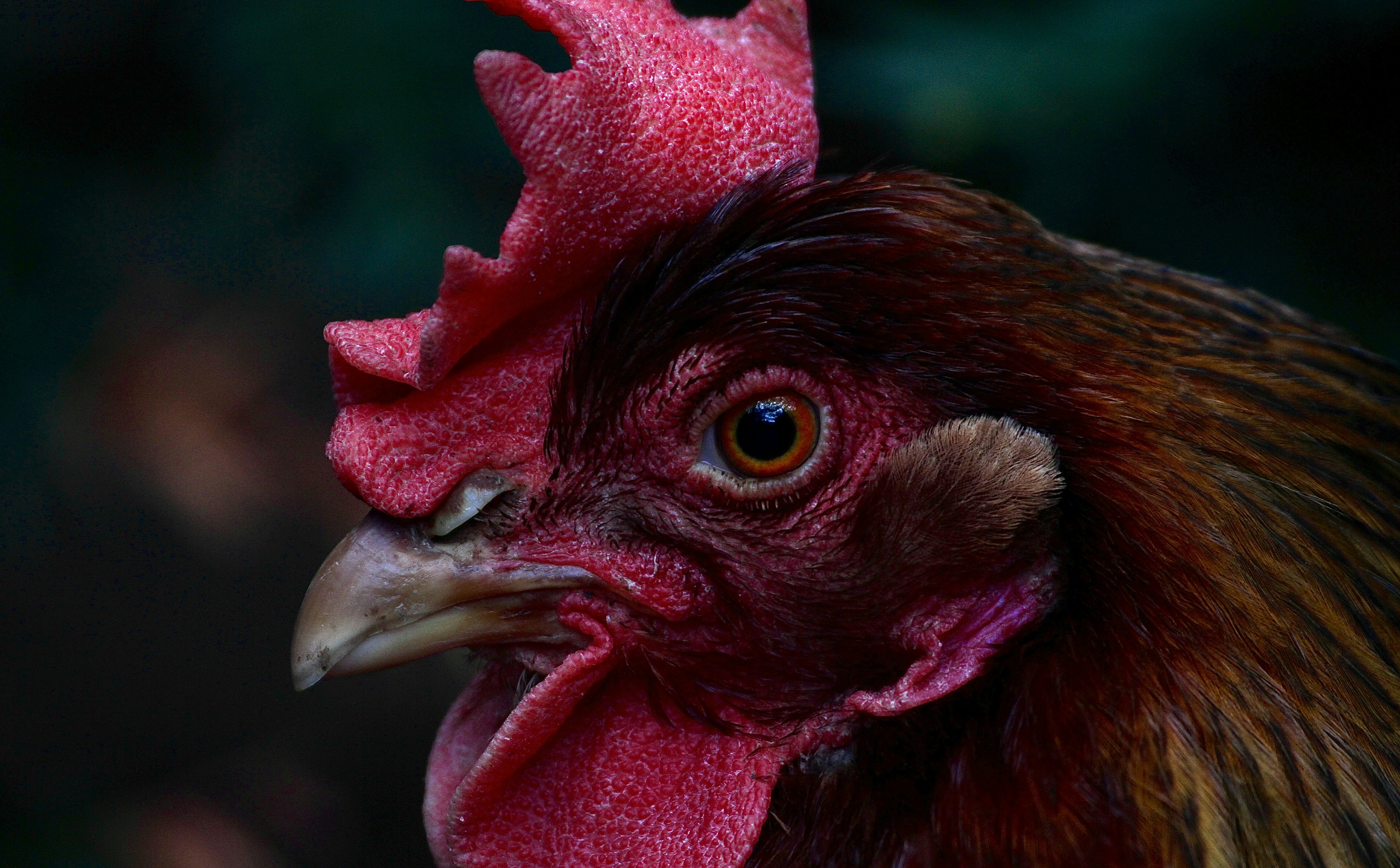 High contrast chicken face close-up