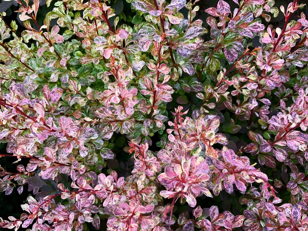 a close up of a plant with pink and green leaves