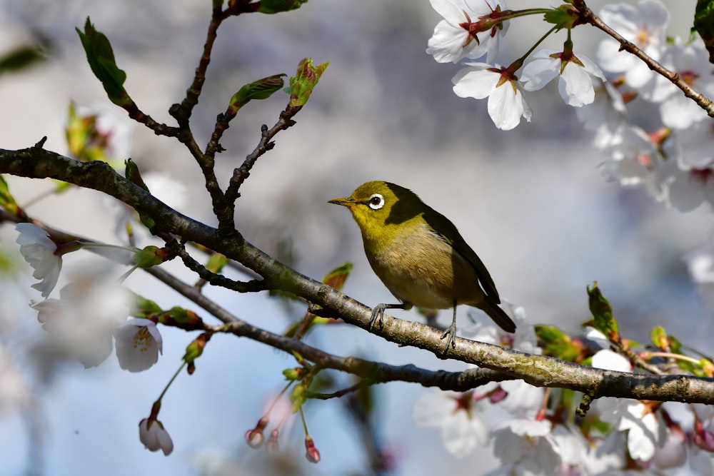 a small bird perched on a branch of a tree