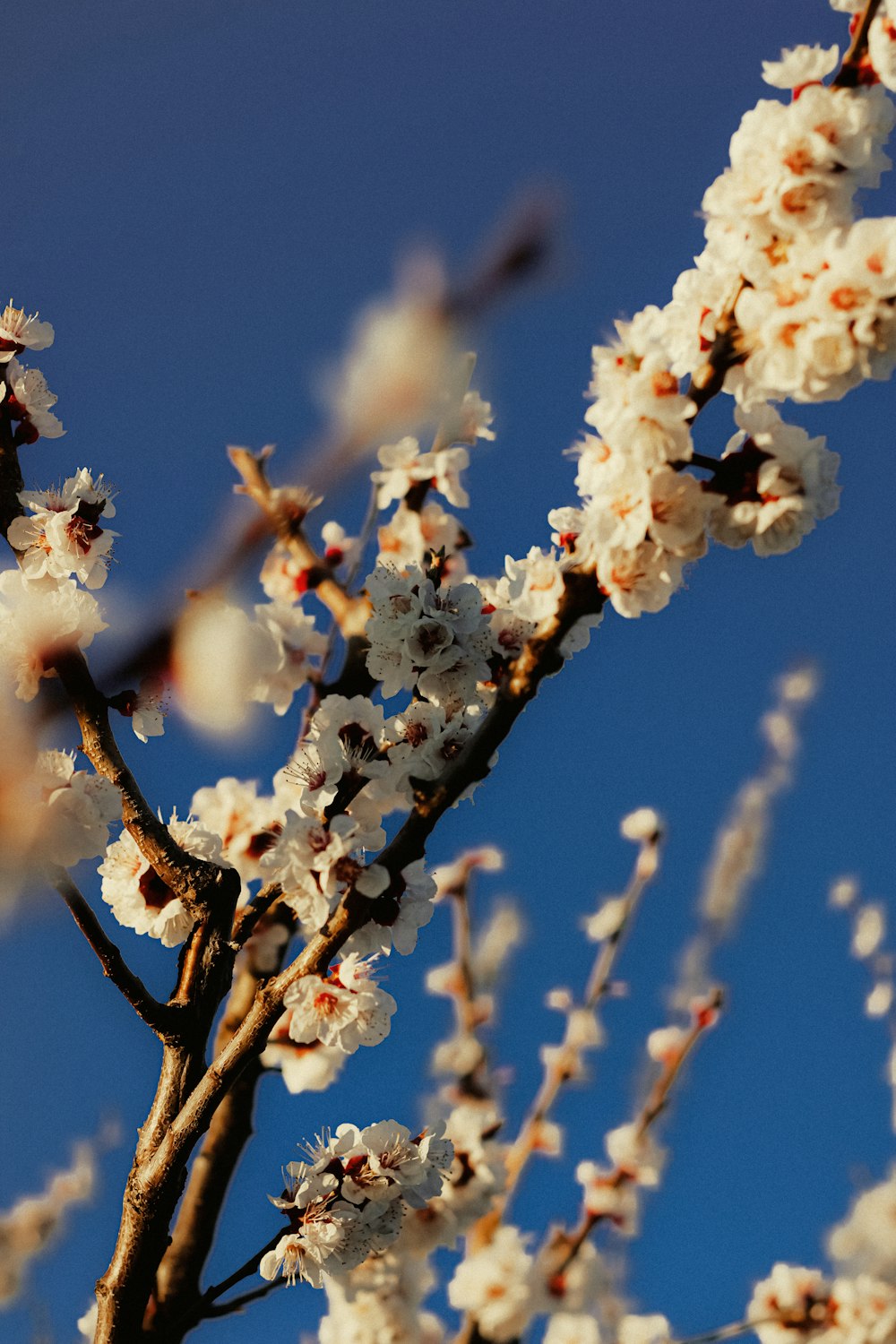 a tree with white flowers and a blue sky in the background