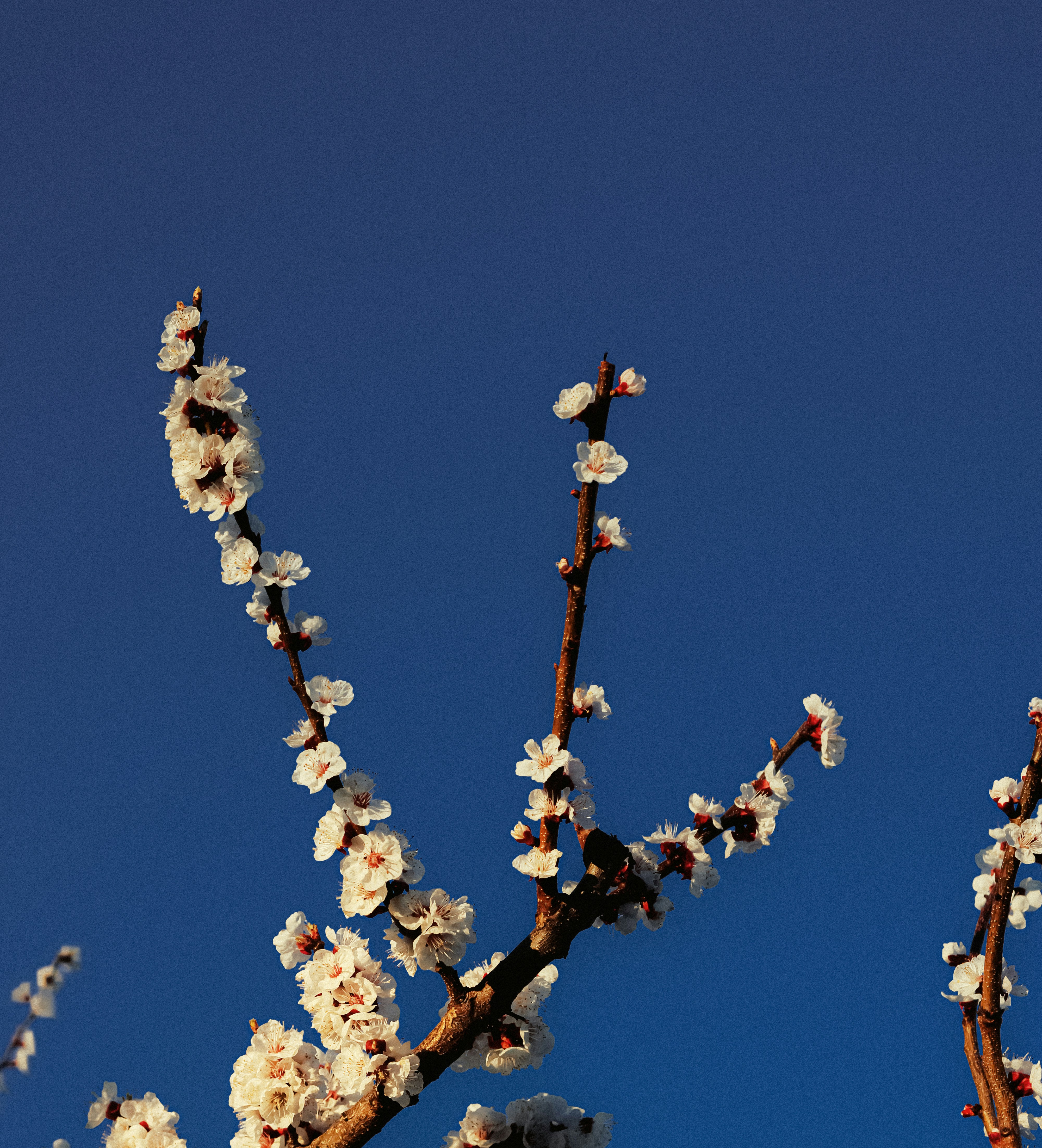 Photo by linusbelanger