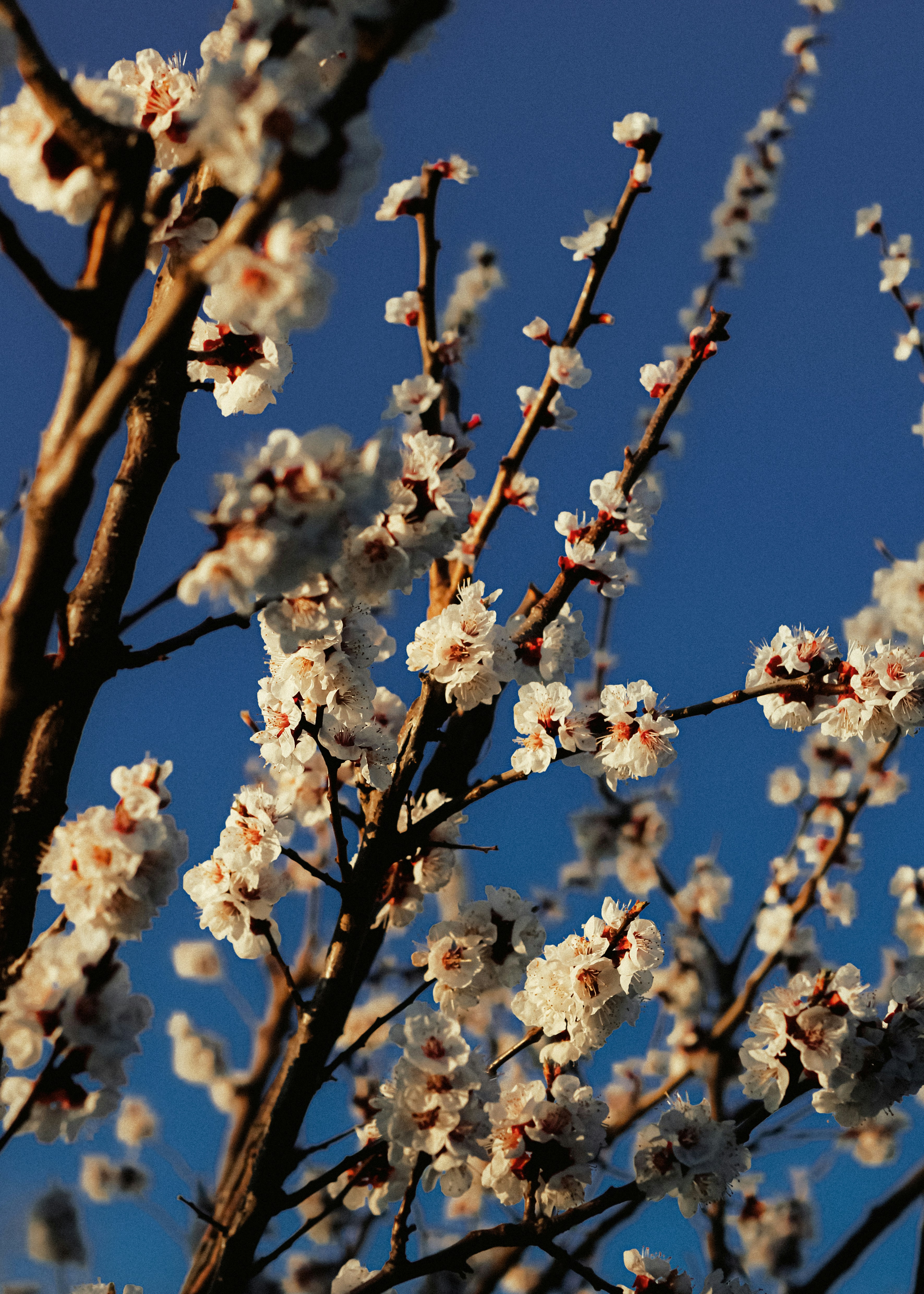 Photo by linusbelanger