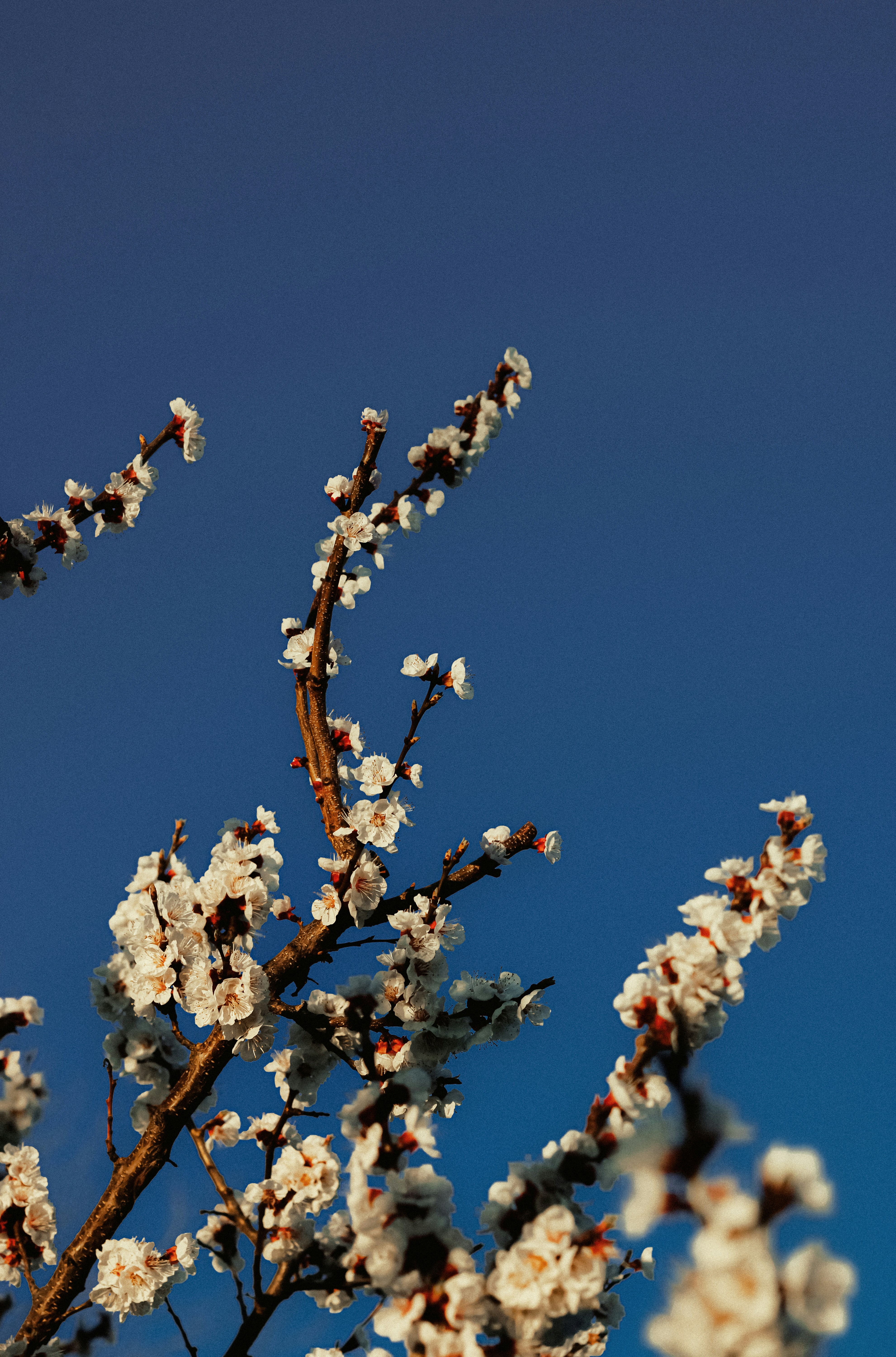 Photo by linusbelanger