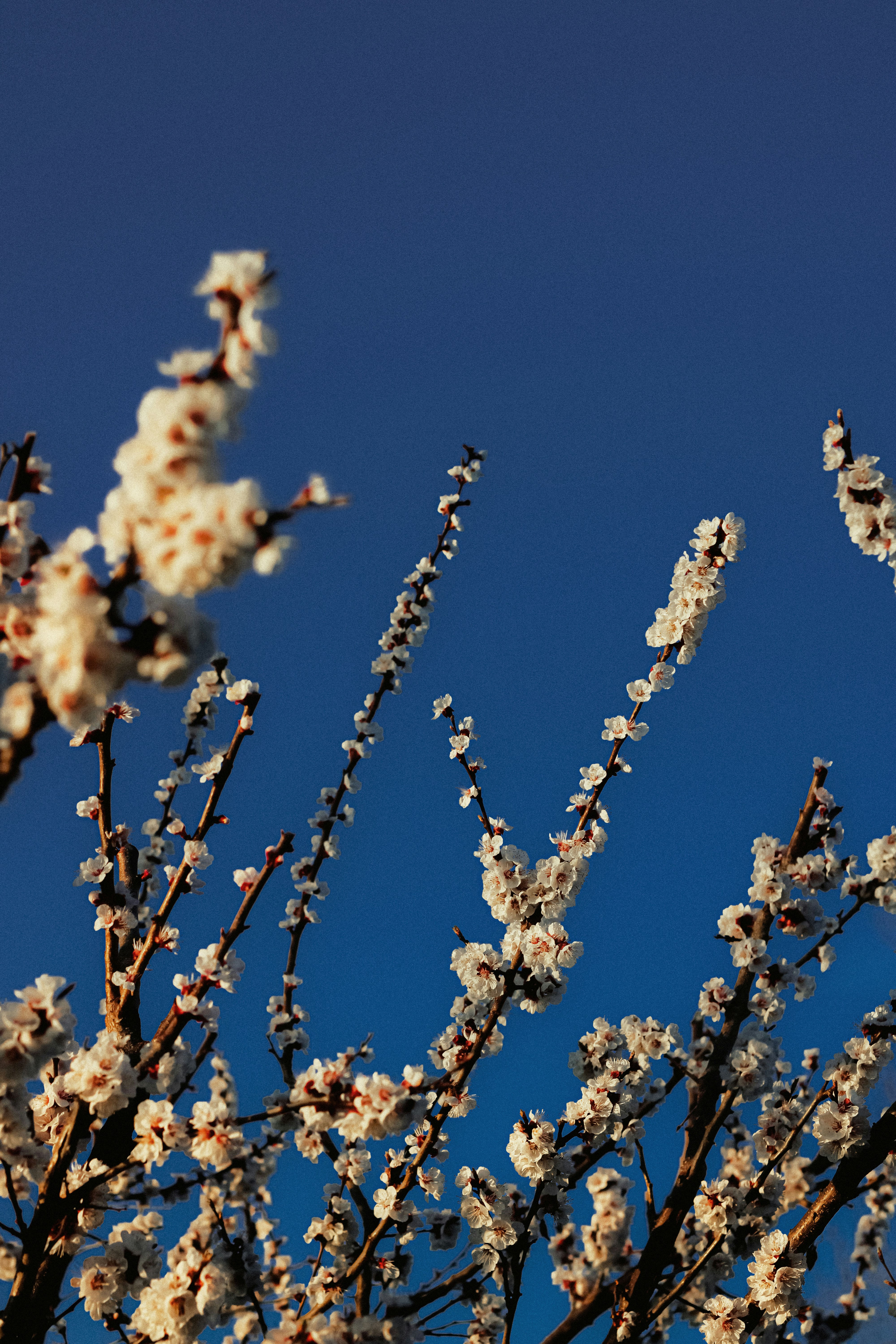 Photo by linusbelanger