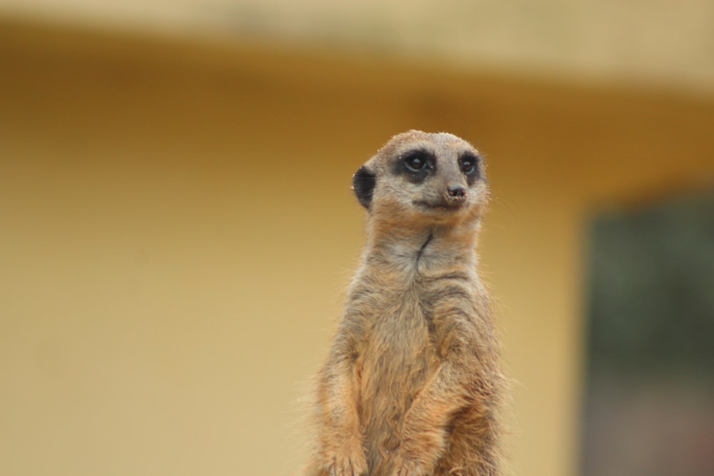 a meerkat standing on top of a rock