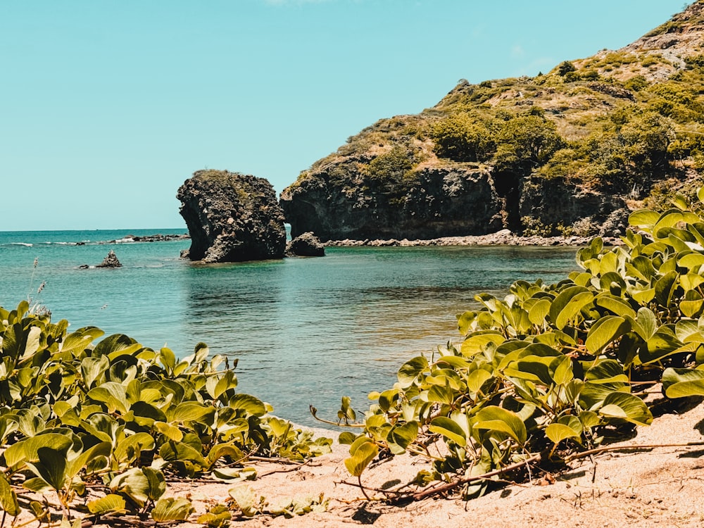 a body of water surrounded by trees and rocks