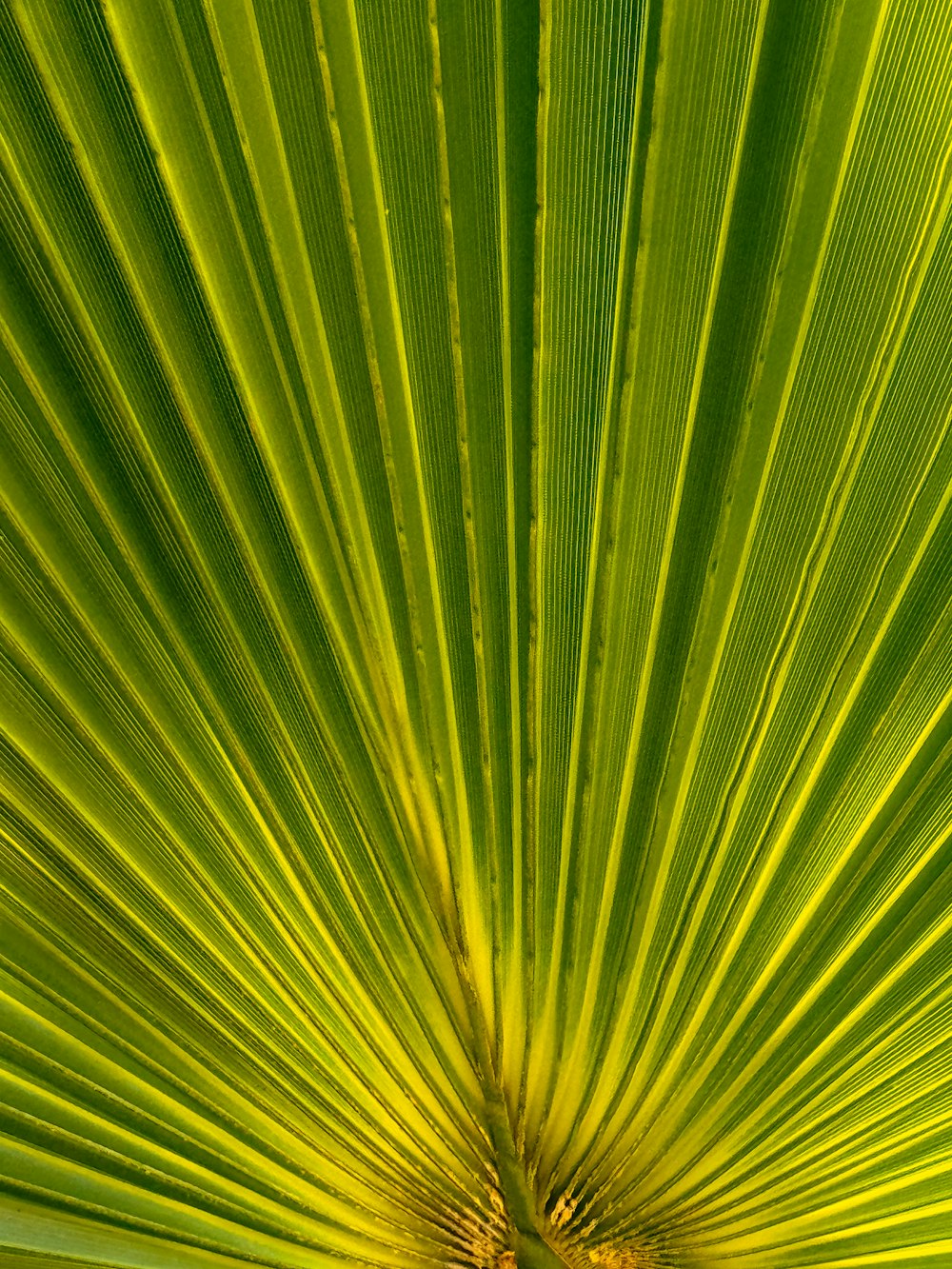 a close up view of a large green leaf