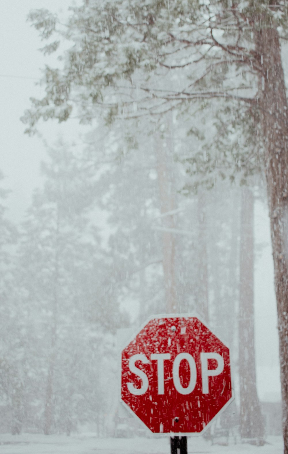 um sinal vermelho de parada sentado no meio de uma floresta coberta de neve