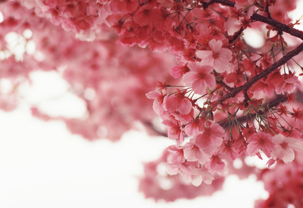 Nahaufnahme eines Baumes mit rosa Blüten