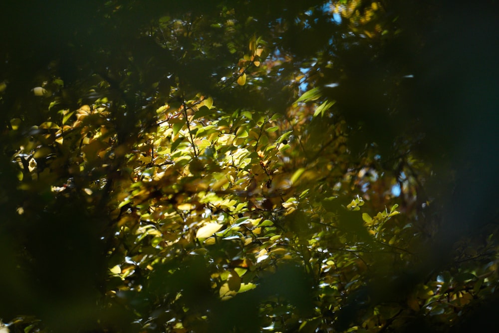 the leaves of a tree in the sunlight