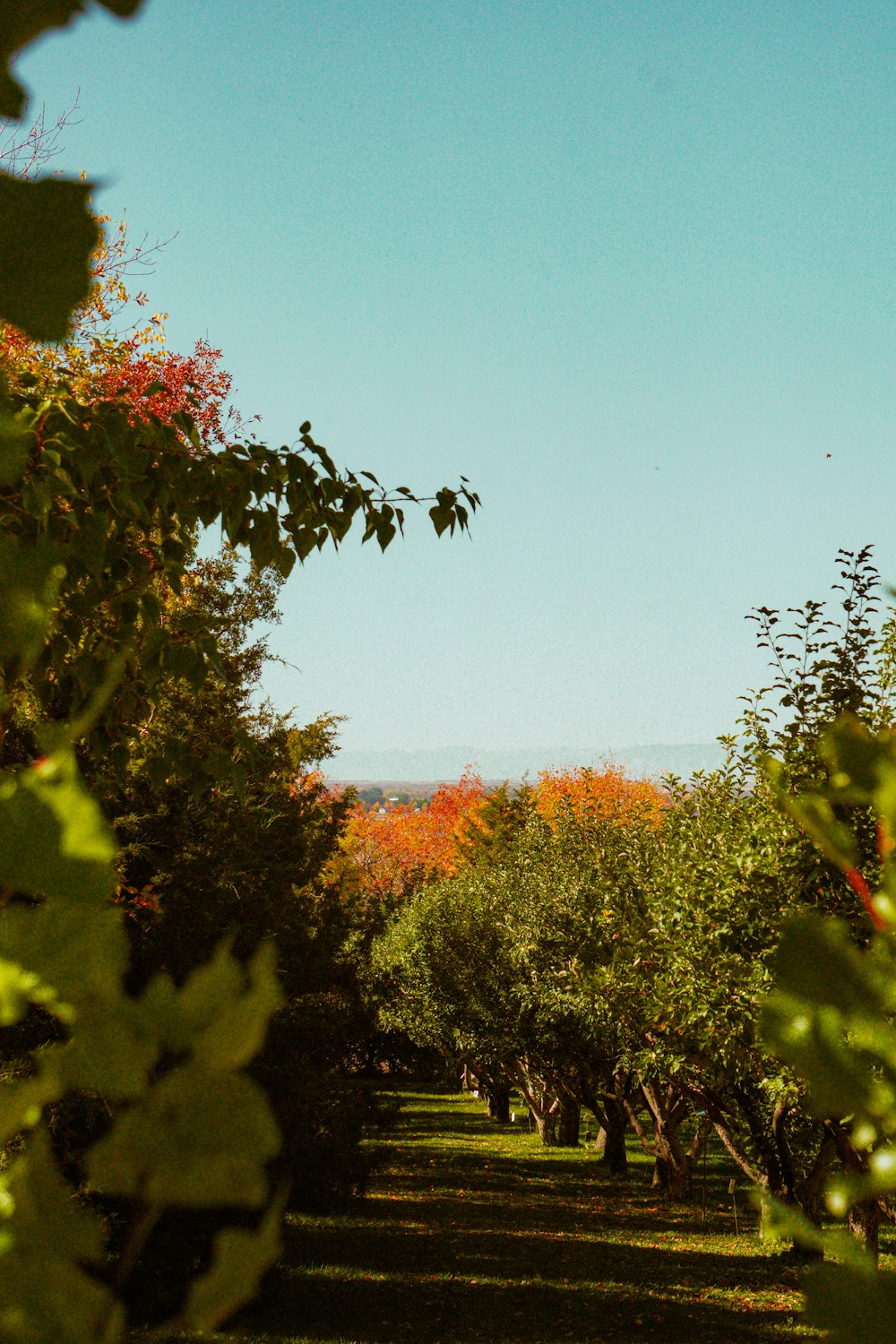 a line of trees with orange leaves on them