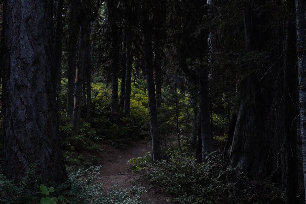 un chemin au milieu d’une forêt avec beaucoup d’arbres