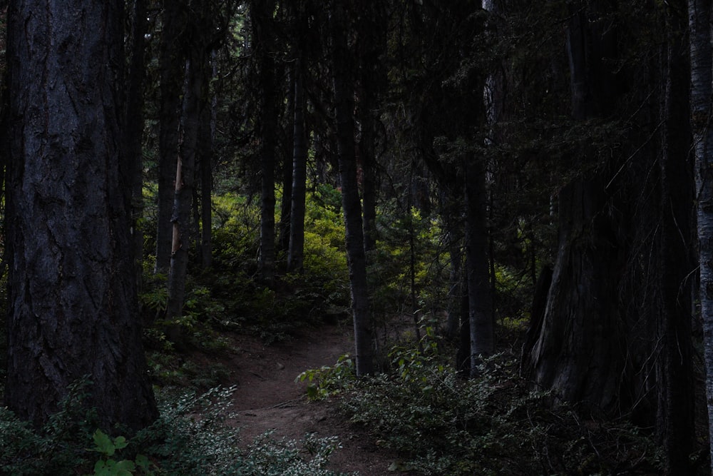 a path in the middle of a forest with lots of trees