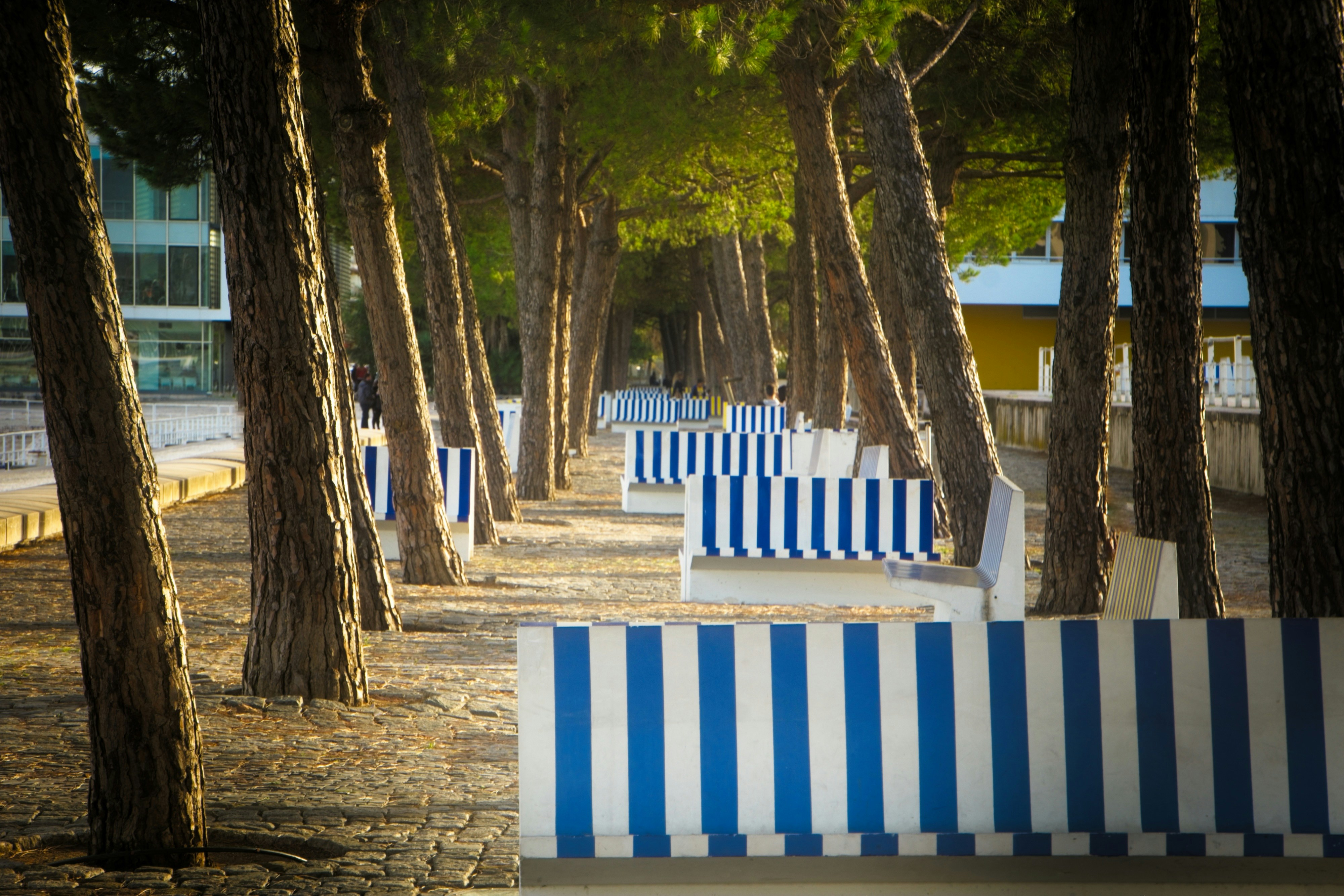 a row of blue and white benches sitting next to trees, 