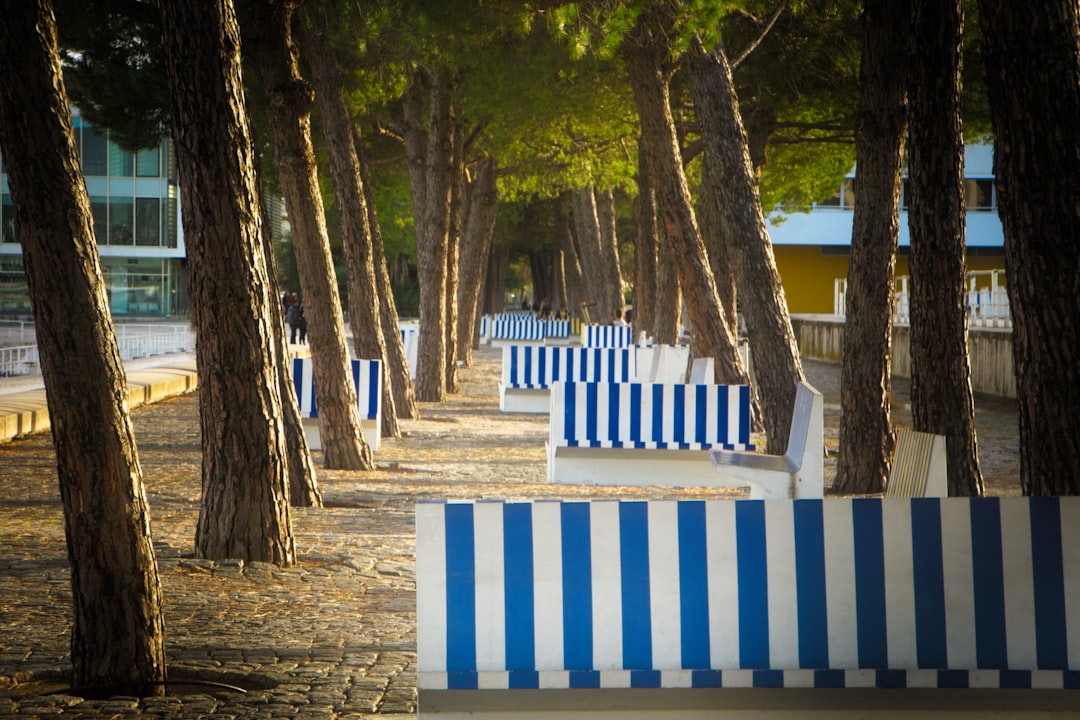 a row of blue and white benches sitting next to trees,
