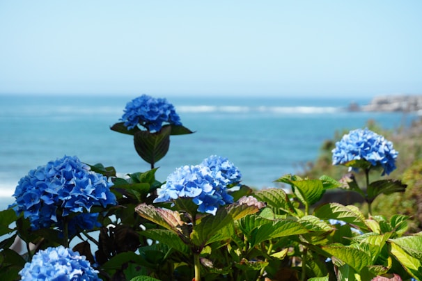 a bunch of blue flowers that are by the water