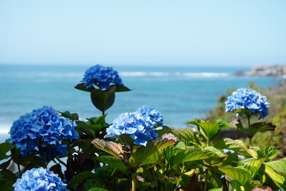 a bunch of blue flowers that are by the water