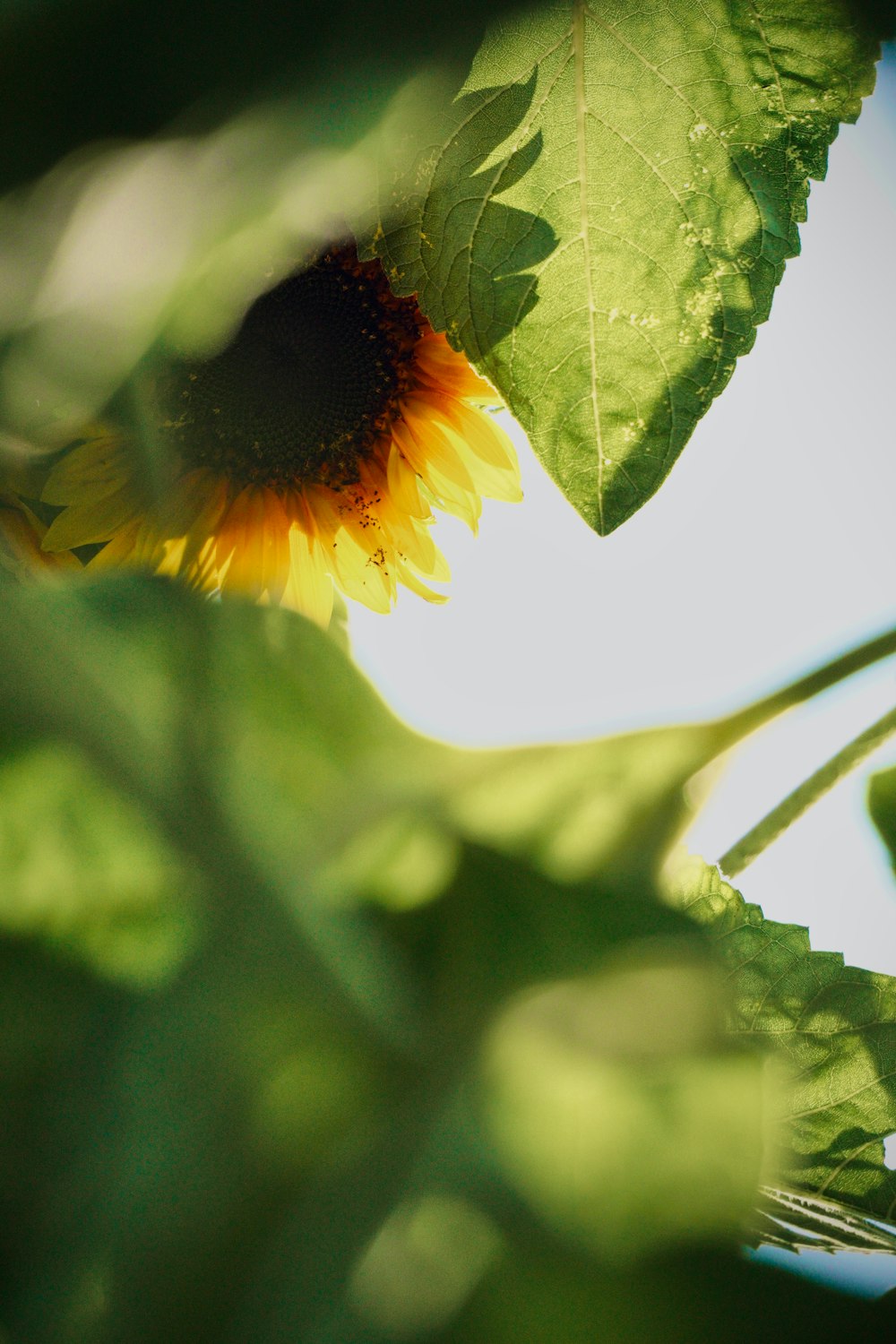 a sunflower with a blue sky in the background