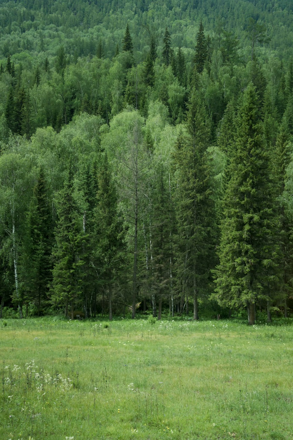 a horse standing in a field next to a forest