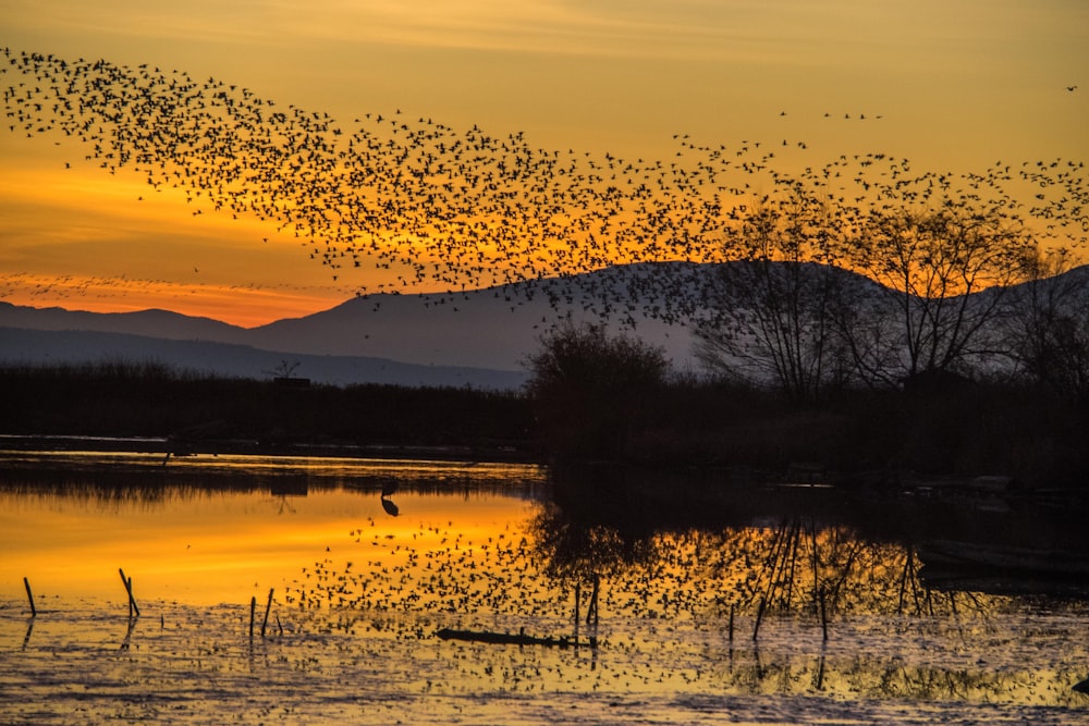 a flock of birds flying over a lake at sunset
