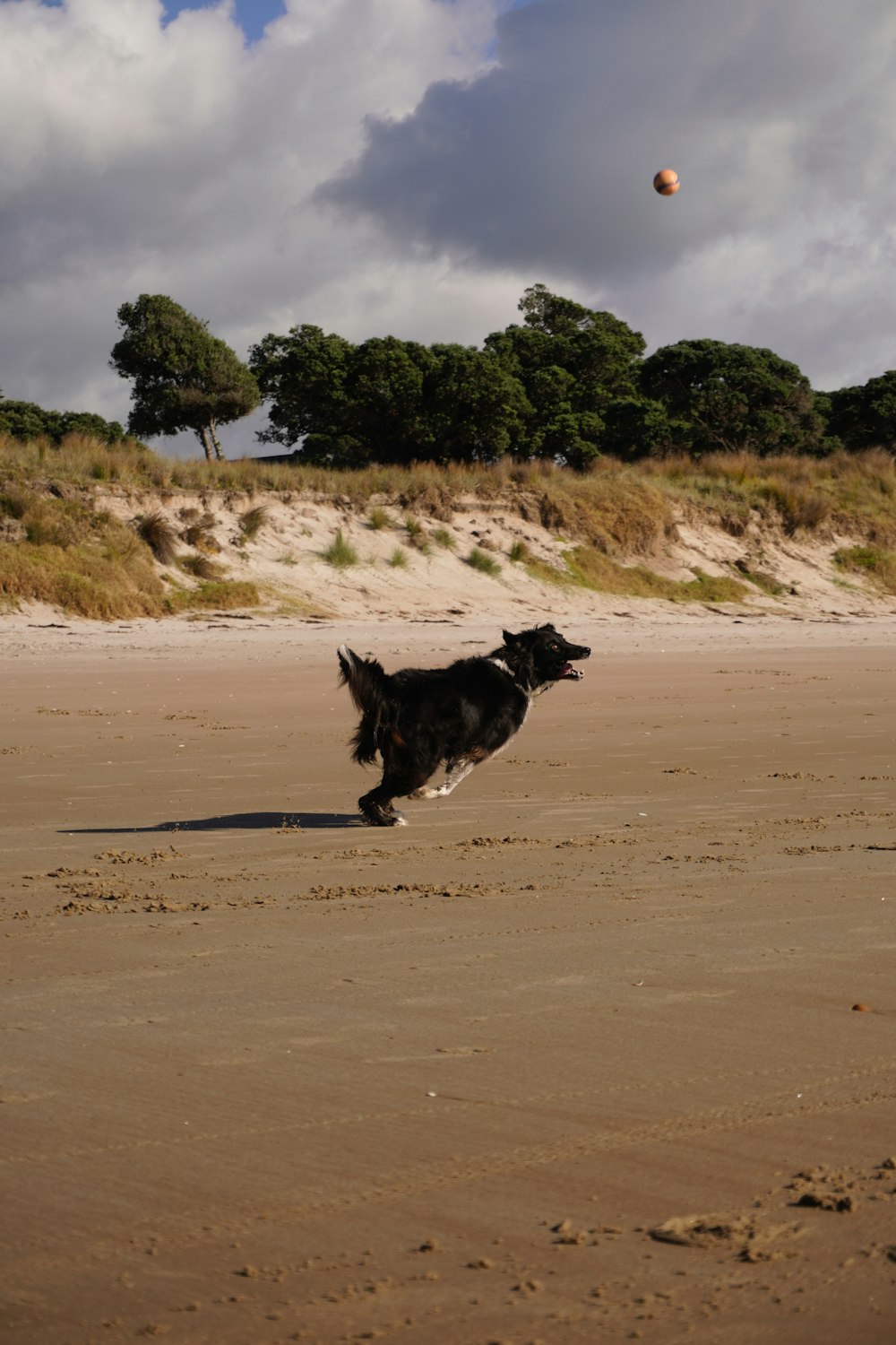 a dog running on a beach with a ball in the air