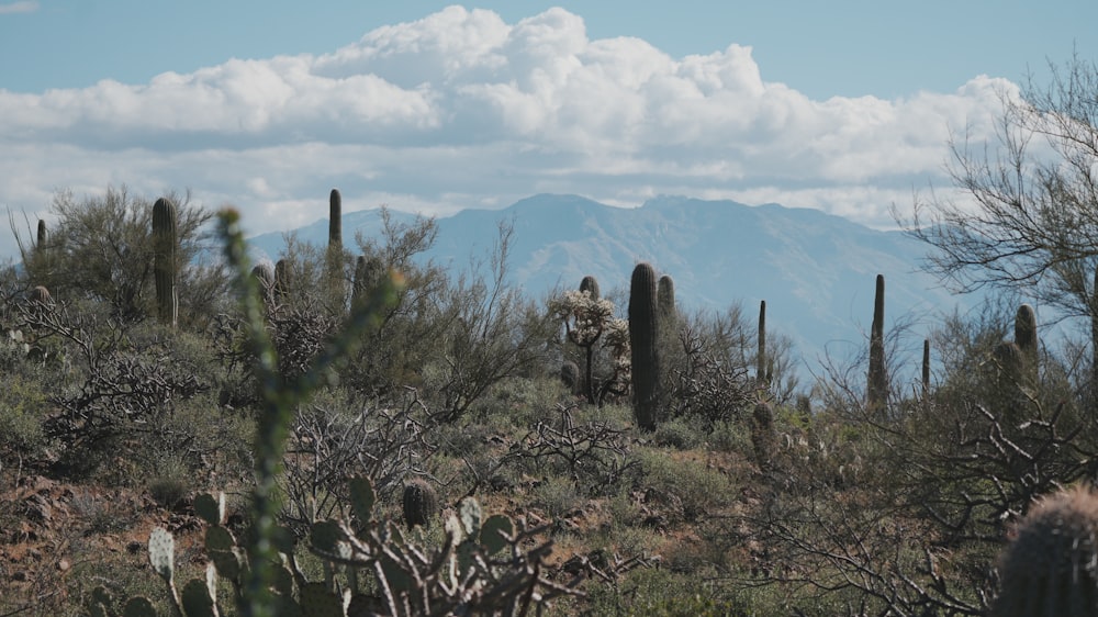 a cactus field with mountains in the background