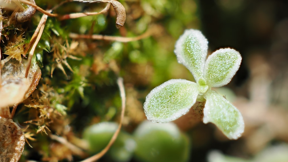 a close up of a small green flower on a mossy surface