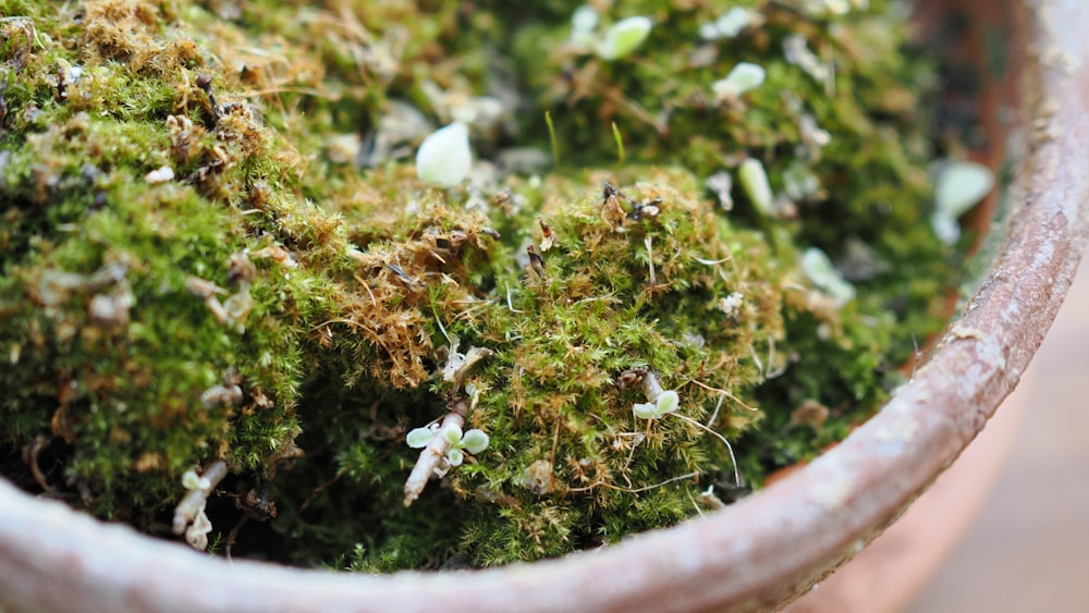 a close up of a potted plant with moss growing on it
