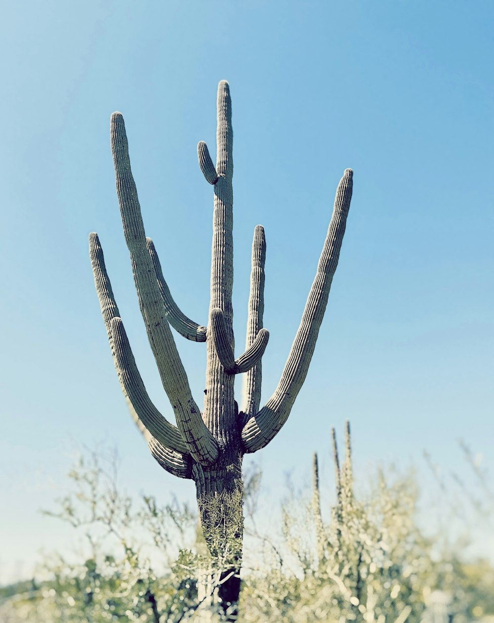 a large cactus in the middle of a field