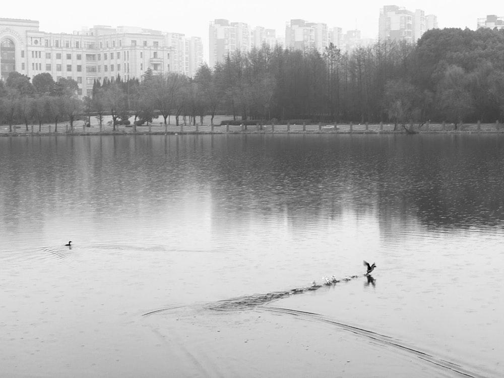 a couple of ducks are swimming in a lake