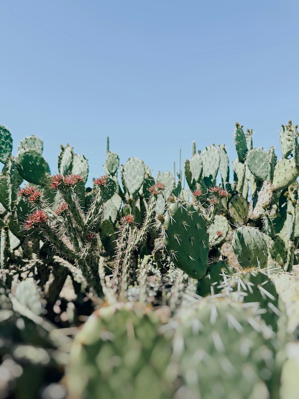 a large group of cactus plants in a field