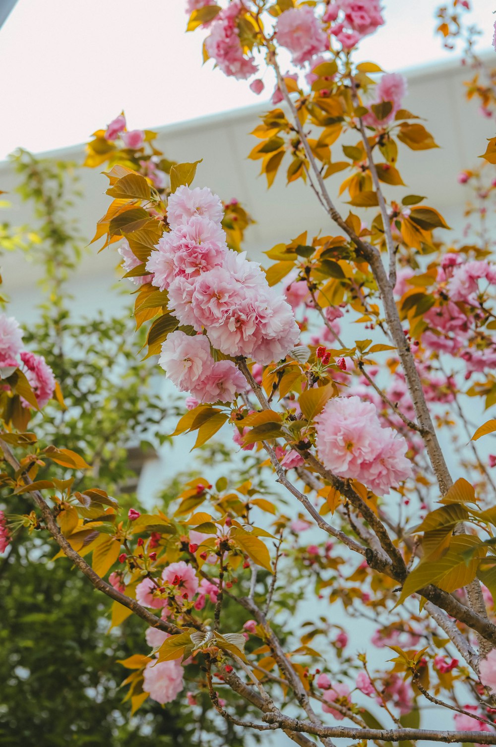 pink flowers blooming on a tree in front of a building