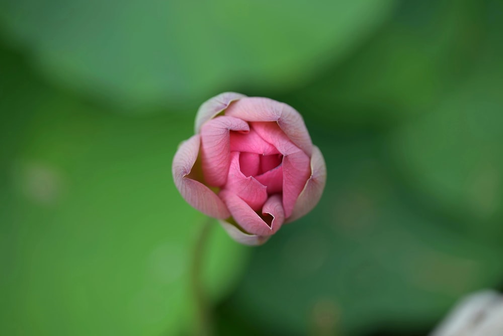 une fleur rose sur fond vert