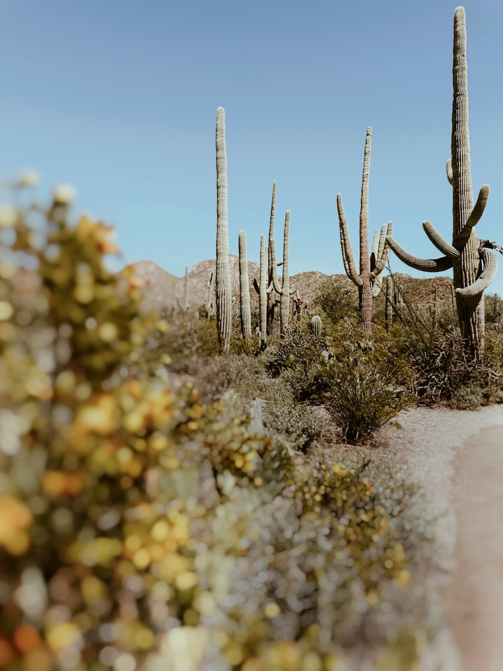 a group of cactus plants in the desert