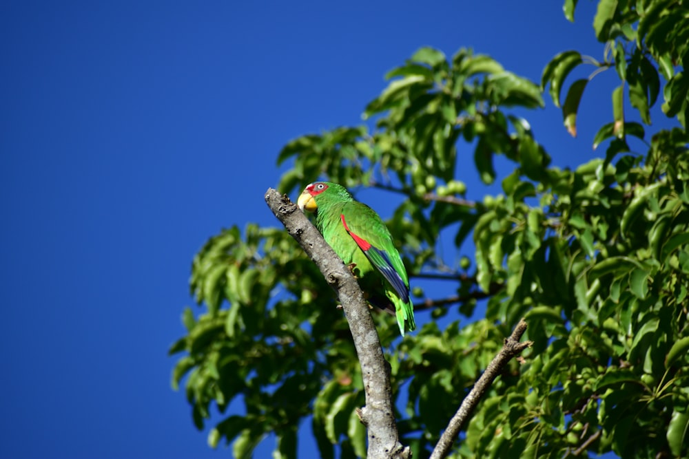 a green parrot perched on a tree branch