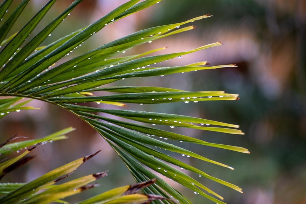 a pine tree branch with water droplets on it