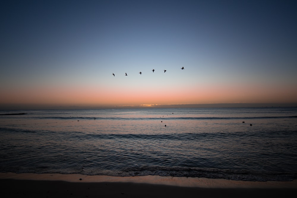 a flock of birds flying over the ocean at sunset