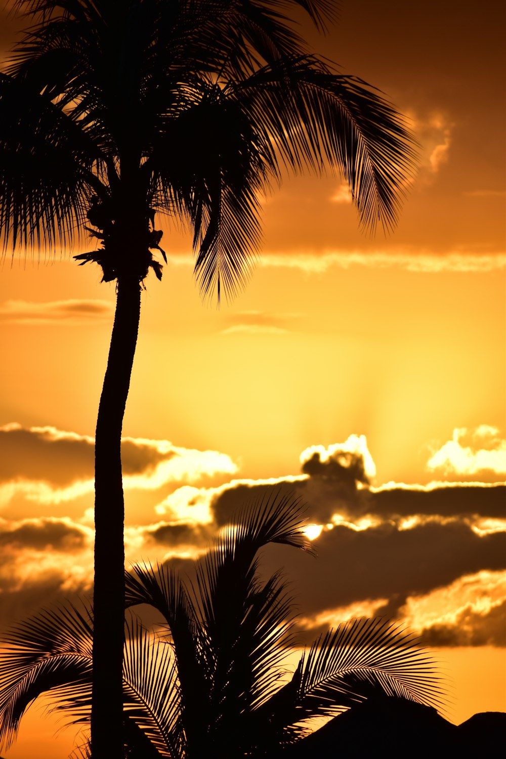 the sun is setting behind a palm tree