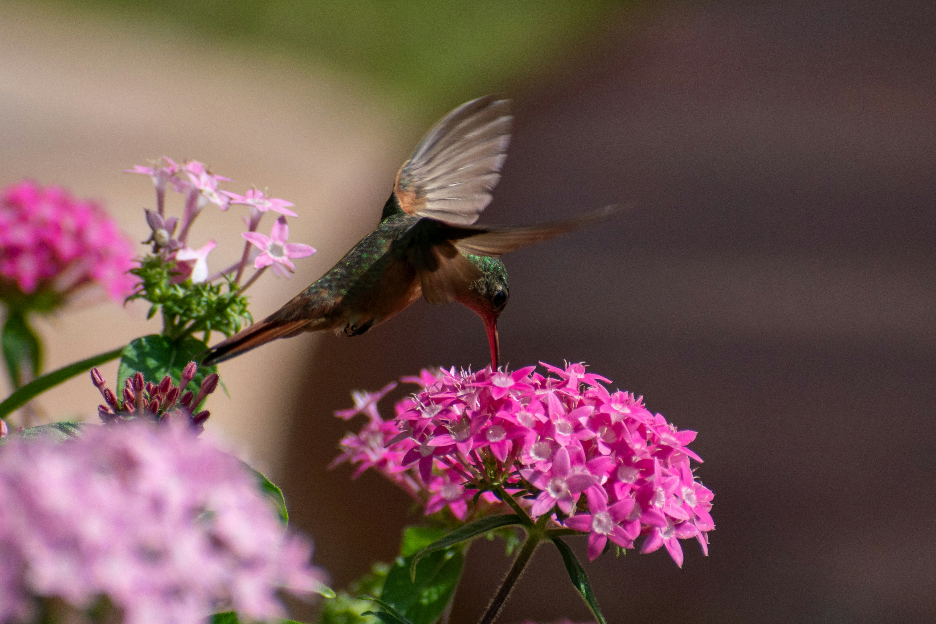 Are Hummingbird Feeders Bad?