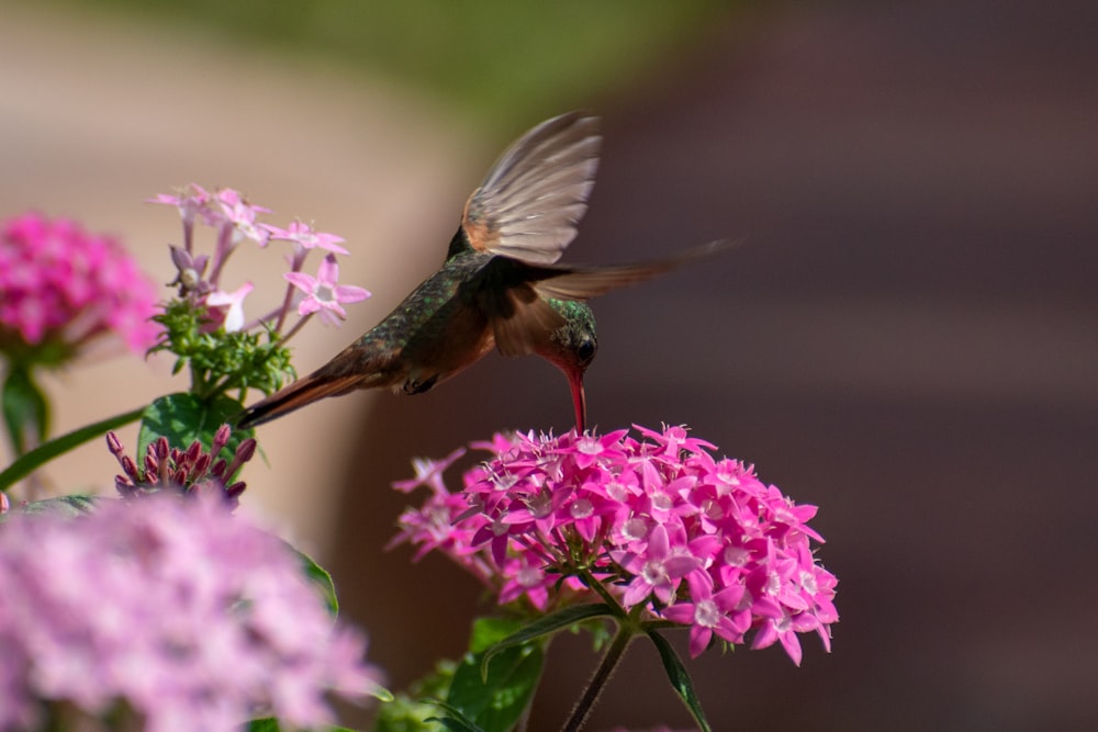 a hummingbird feeding from a pink flower