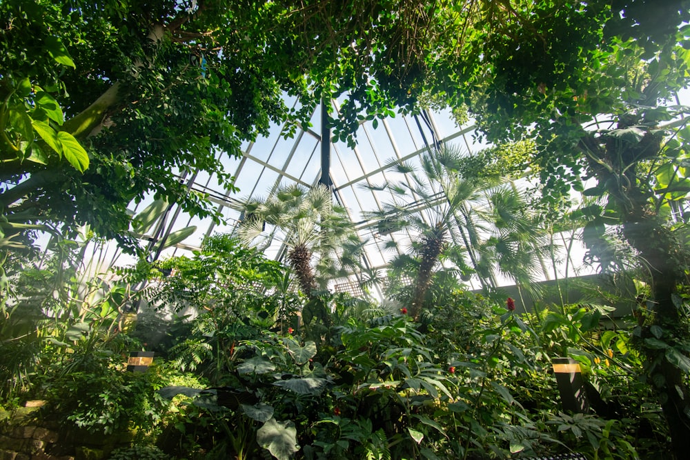 the inside of a greenhouse with lots of trees and plants